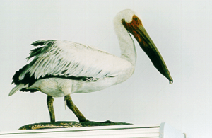 A stuffed pelican.